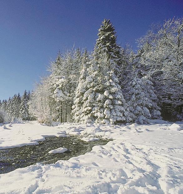 Camping De Binnenvaart Superior Chalet Aan de Wolfsberg Екстериор снимка